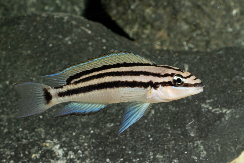 Chalinochromis popelini 'Cape Tembwe'